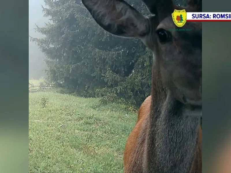 Imaginea zilei vine din Parcul Retezat: un cerb a fost surprins cum își făcea un selfie în cameră Foto: protv.ro captură