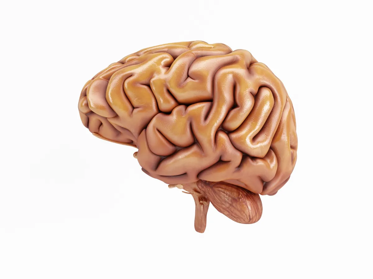 Cum se schimbă creierul de-a lungul vieții. Ce se produce la nivel neuronal după vârsta de 30 de ani?