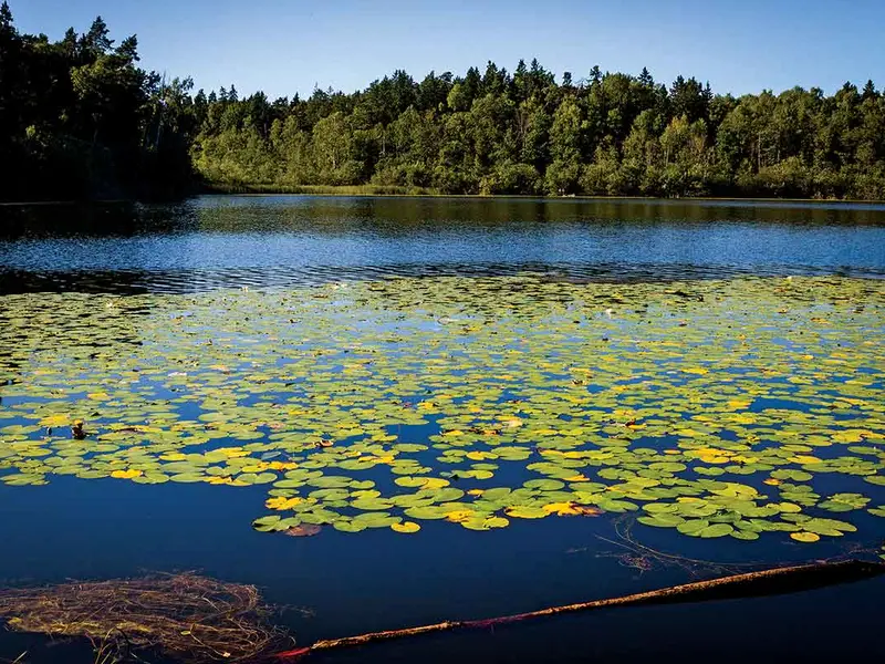 Rezervația Naturală Judarskogen - Stockholm