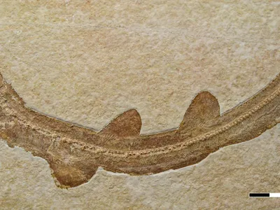 Dinozaur Foto: ots.at