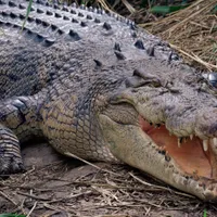 Sfârsit terifiant pentru o femeie mâncată de vie de un crocodil uriaș: Doar picioarele se mai vedeau - Foto: Profimedia images - Caracter ilustrativ