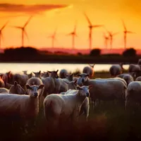 Turmă de oi, cu mori eoliene în plan îndepărtat - Foto: Pexels/Pixabay