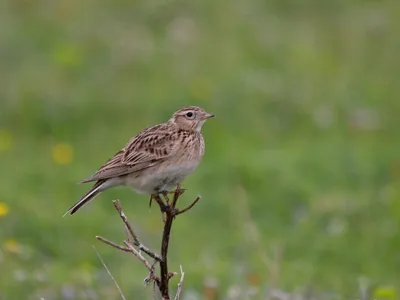 Foto: Emil Todorov/ SOR