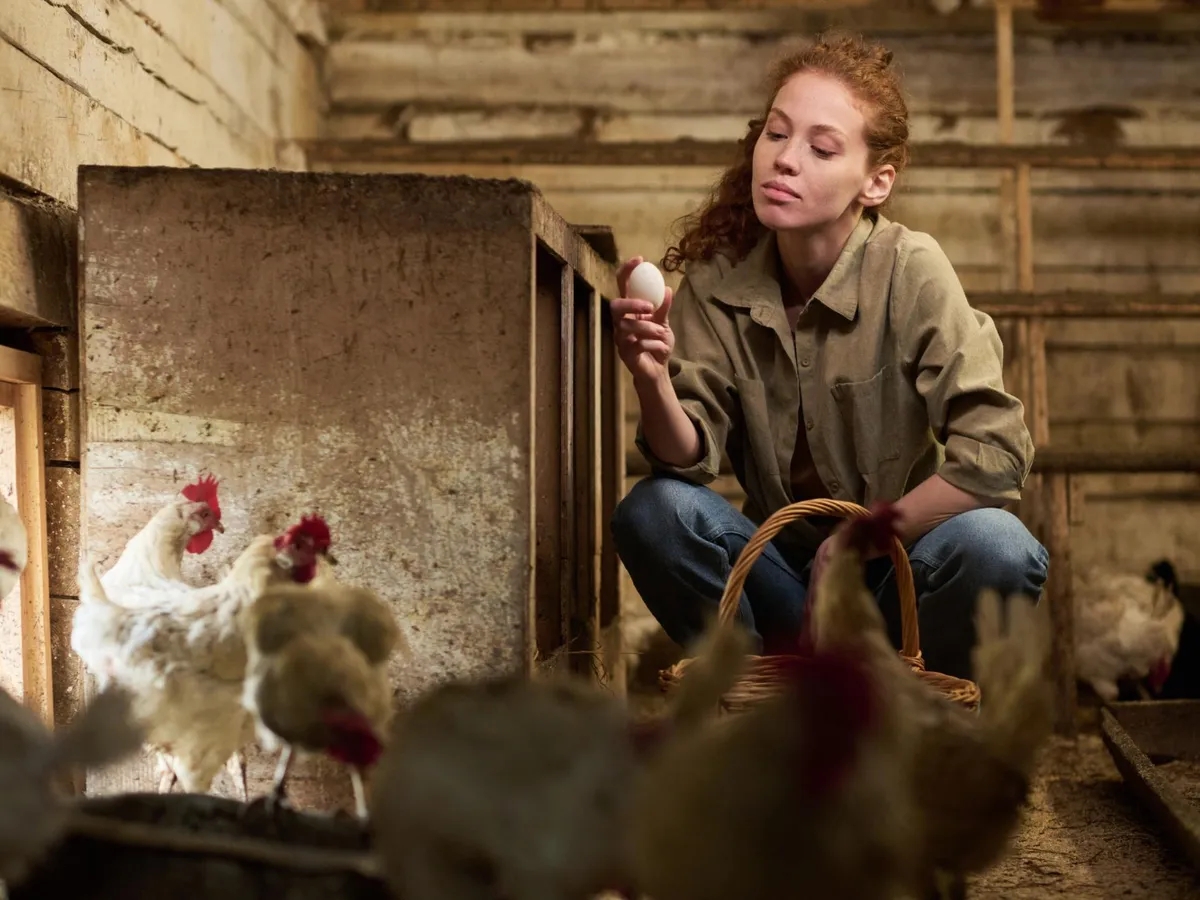 Cum să vă protejați găinile de frig iarna? Aveți grijă la umiditatea din adăpostul lor. Mai produc ouă? - Foto: Freepik (Imagine cu rol ilustrativ)