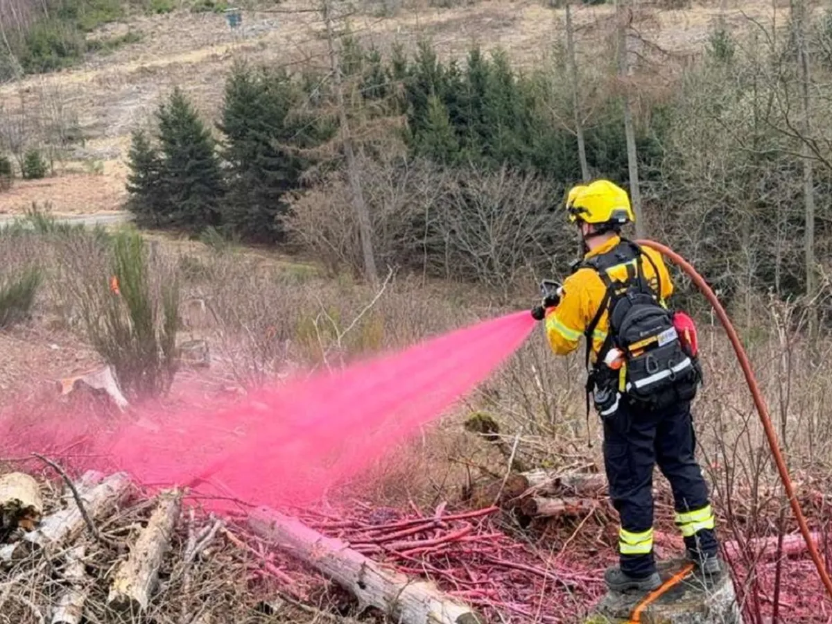 De ce își colorează germanii pădurile în roz? Culoarea are o semnificație dar puțini știu ce este - Foto: Melanie Fischer/Oficiul Silvic Regional Märkisches Sauerland