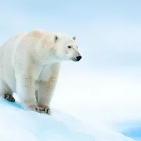 Foto: WWF/ Richard Barrett