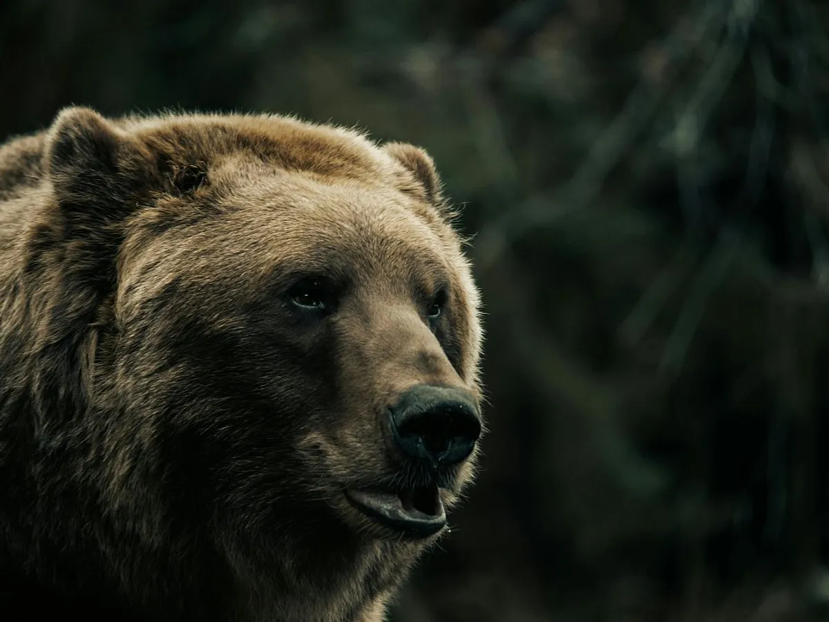 1.635 de garduri electrice vor fi testate în localităţile unde urşii fac probleme: "Protejează gospodării"