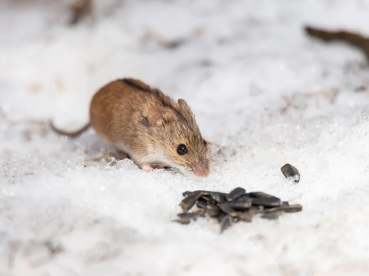 Șoarece iarna - Foto: Freepik (Imagine cu rol ilustrativ)