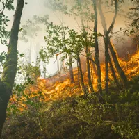 Incendiu de proporții în Parcul Naţional „Porţile de Fier”. Pompierii sunt ajutați si de localnici/FOTO: Unsplash
