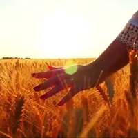 Lanurile se unduiesc, dar în Rusia. Captură clip Centenar