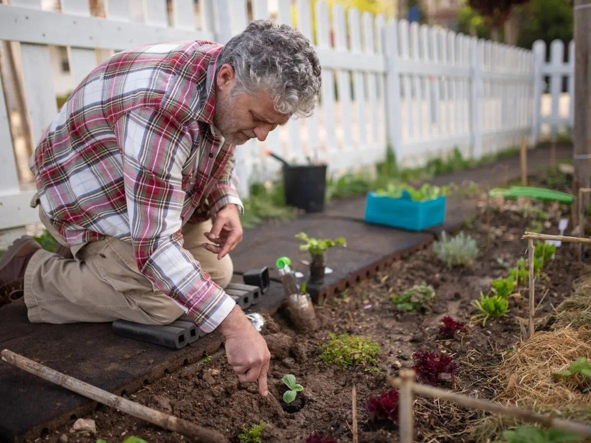 Un bărbat în vârstă se bucură de grădinărit plantând răsaduri în curtea sa - Foto: Pexesls (Imagine cu rol ilustrativ)