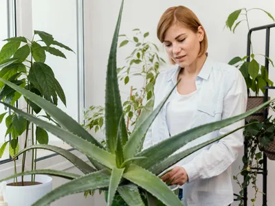 Aloe - Foto: magnific