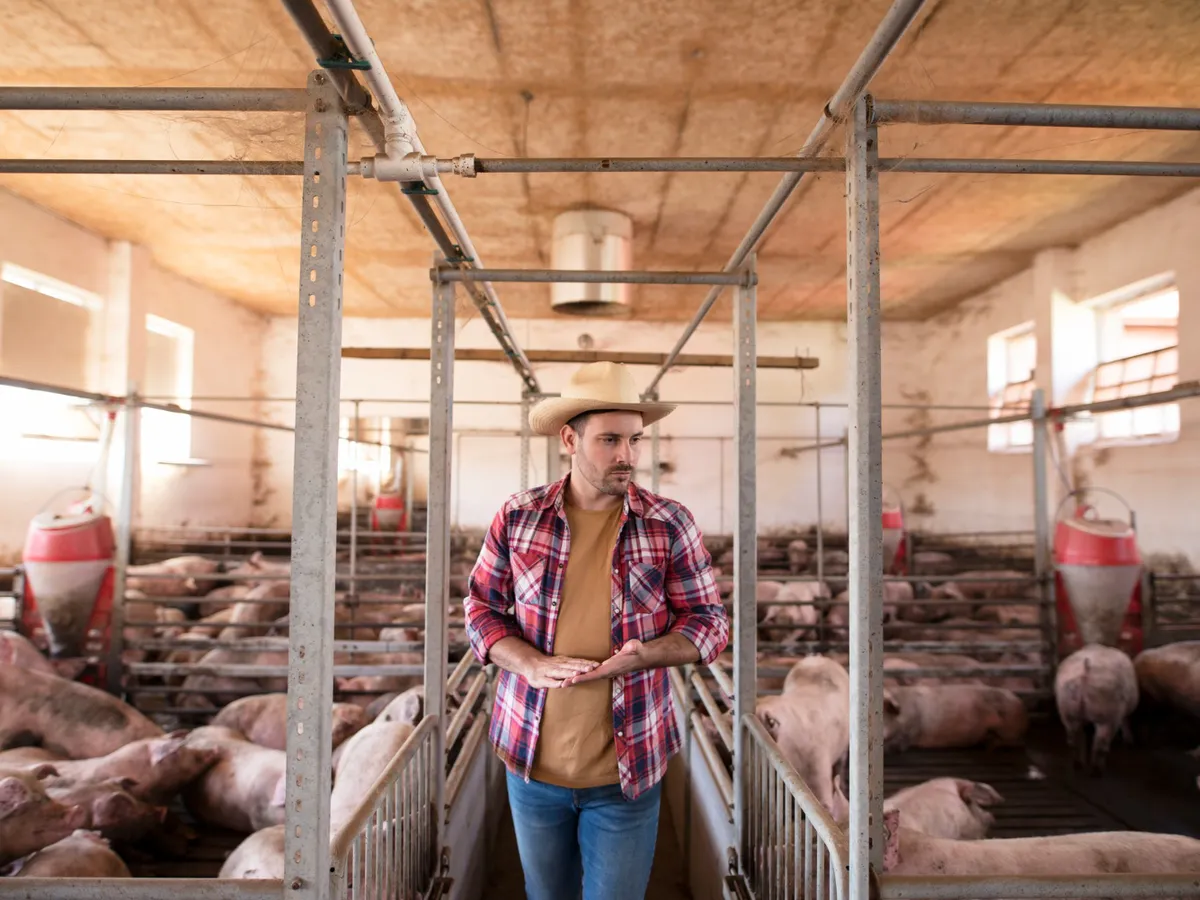 Fermele de porci din România, în pragul colapsului. Vânzări în pierdere, Guvernul somat să intervină urgent