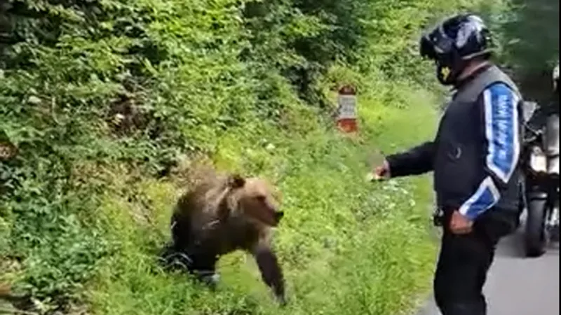 Inconștiență maximă din partea unui motociclist care s-a filmat când s-a apropiat de un urs Foto: captură video facebook