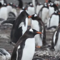 Grup de pinguini - Foto: Pexels (cu rol ilustrativ)