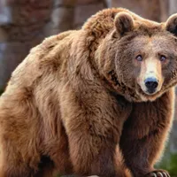 Ce a pățit o femeie după ce a accidentat un urs pe un drum național. Jandarmii au intrat pe fir  - Foto: Arhiva / imagine cu rol ilustrativ
