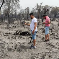 Incendiile de pădure, care s-au intensificat miercuri din cauza unui val de căldură în estul Algeriei, au ucis cel puțin 37 de persoane, potrivit ultimului bilanț al protecției civile - Foto: Profimedia Images