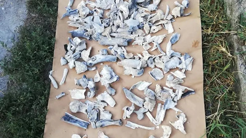 Fragmente de oase găsite de oamenii legii în curtea suspectului. Sursa foto: Realitatea Oltului