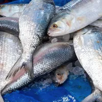 România, cu acces la Marea Neagră, cumpără pește din Ungaria. Turcii scot de 40 de ori mai mult - Foto: Profimedia images - Caracter ilustrativ