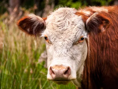 focar de boala limbii albastre la bovine Foto Freepik (rol ilustrativ)