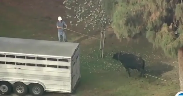 Vaca a fost prinsă de polițiști lângă Los Angeles. FOTO: Captură video