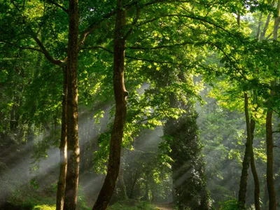 Pădure de foiase filtrând razele soarelui - Foto: Pexels/Melih Özmen