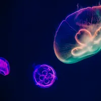 Sunt sau nu periculoase meduzele din Marea Neagră? Ce recomandări au specialiștii pentru populație foto: Pexels (fptografie cu caracter ilustrativ)