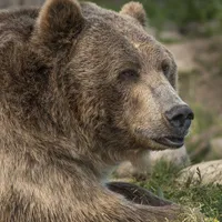26 de apeluri care semnalau prezenţa urşilor în localităţi, în ultimele patru zile în Harghita / bbc
