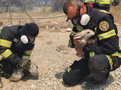 Cum arată infernul din Rhodos. Turiștii și animalele sunt scoși de pompierii românii din flăcări Foto: ISU Iasi și ISU Bacău