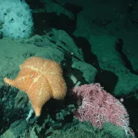 Stea de mare spinoasă, mic coral roz și burete alb cu volănaş - floră şi faună marină ce ar putea fi afectată de încălzirea oceanelor - Foto: Profimedia Images