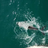 Vin vești îngrijorătoare de pe litoral: numărul delfinilor din Marea Neagră este foarte mic Foto: Freepik (fotografie cu caracter ilustrativ)