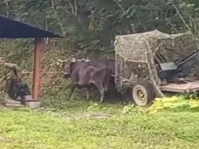 Căruță trasă de boi cu mitralieră - Foto: defence-au