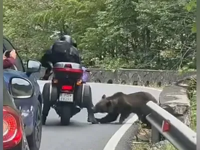 Un motociclist a fost mușcat de un urs pe Transfăgărășan. I-a golit ghiozdanul - Foto: Arhiva