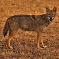 O femeie a fost muşcată de un șacal în timp ce-și apăra bichonul, chiar în centrul orașulului - Foto: Wikipedia / imagine cu caracter ilustrativ
