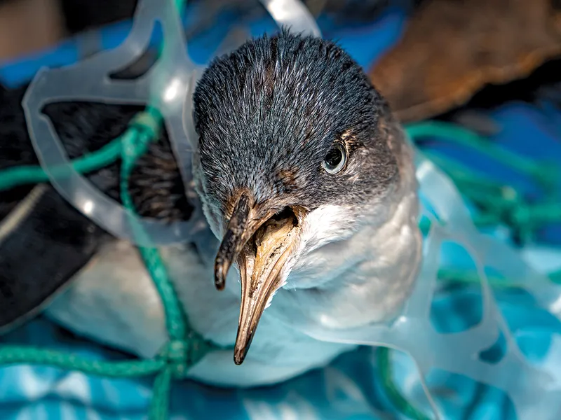 UCIGAȘUL TĂCUT  Sticlele de plastic și pungile de cumpărături ajung în oceane și sunt mortale pentru viața marină