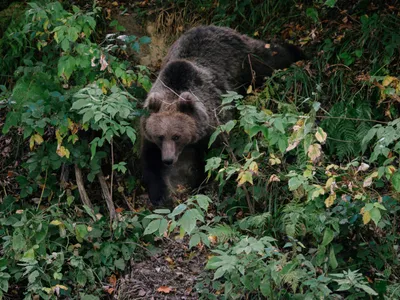 Turist străin atacat de un urs într-o pădure. Salvatorii au intervenit urgent. Unde s-a întâmplat? - Foto: Profimedia images