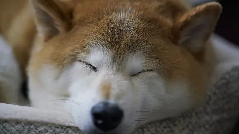 Câine Shiba Inu dormind - Foto: RawPixel/CC0