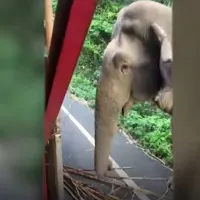 VIDEO Fatty, elefant gras de 35 de ani, opreşte camioanele, ca să mănânce din ele trestie de zahăr - Foto: YouTube