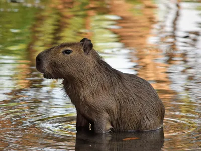 Capibara e cea mai mare rozătoare din lume - Foto: Pexels (rol ilustrativ)