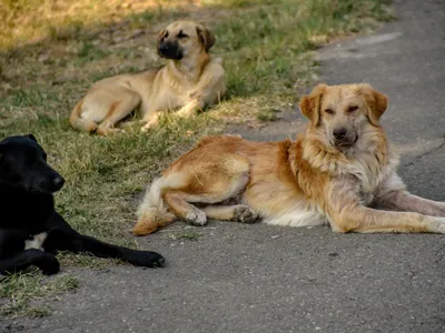 Câini fără stăpân - Foto: Freepik