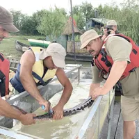 Sturgeon being tagged for scientific observation. Photo: Marius Daea