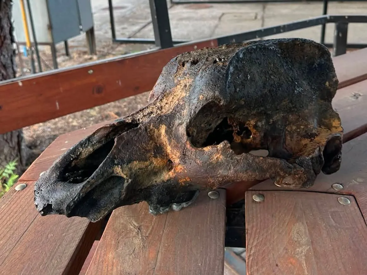 Descoperire pe Tisa la 100 de kilometri de România. Relicvă de 20.000 de ani. Despre ce este vorba?