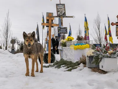 Cum a schimbat războiul din Ucraina aspectul câinilor de pe front: secretul care-i ajută să nu declanșeze minele