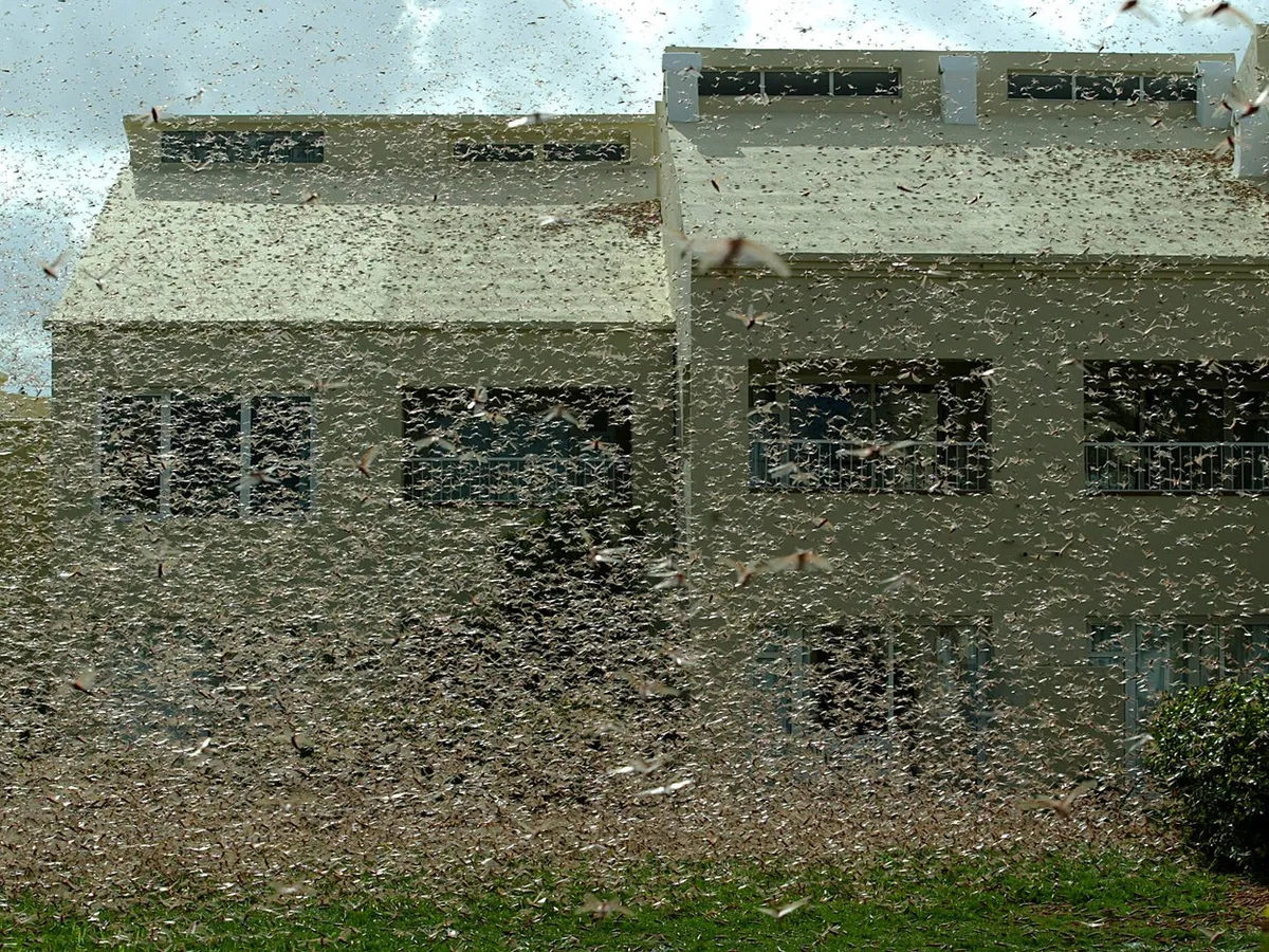 Lacuste