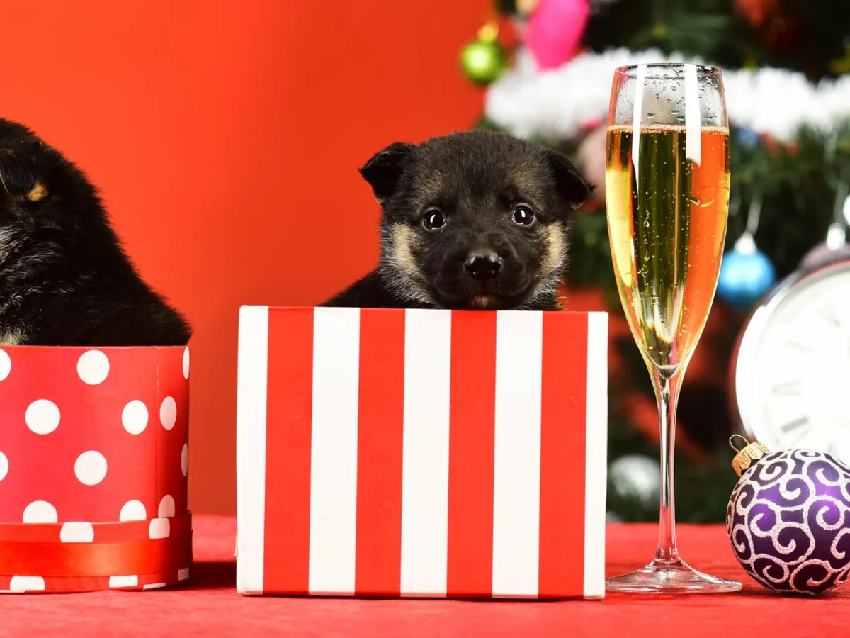 Căței în cadouri de sărbători - Foto: Freepik (Imagine cu rol ilustrativ)