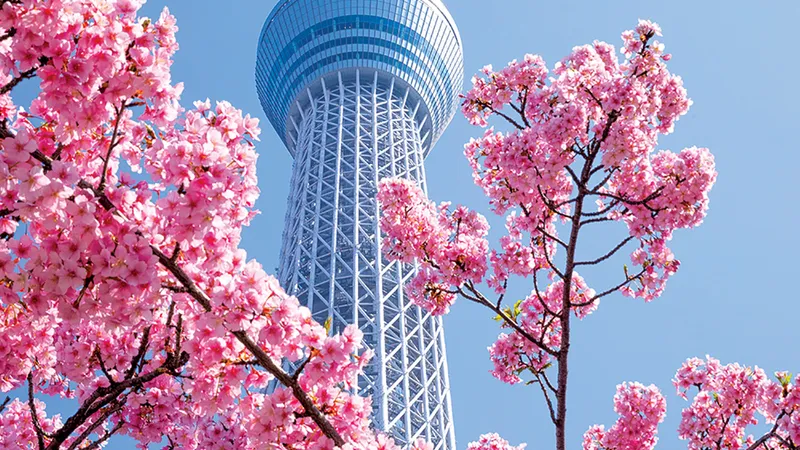Sakura, Hokkaido, Japonia