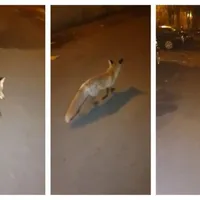 Captură video