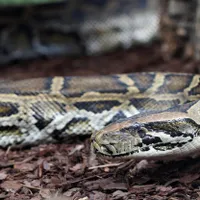 Un copil de 5 ani a supraviețuit miraculos după ce a fost atacat de un piton lung cât o mașină - FOTO: Profimedia