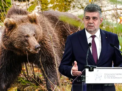 Ciolacu „dă cu pumnu în masă” în problema urșilor violenți: Montăm garduri electrice în localități - Foto: Profimedia images