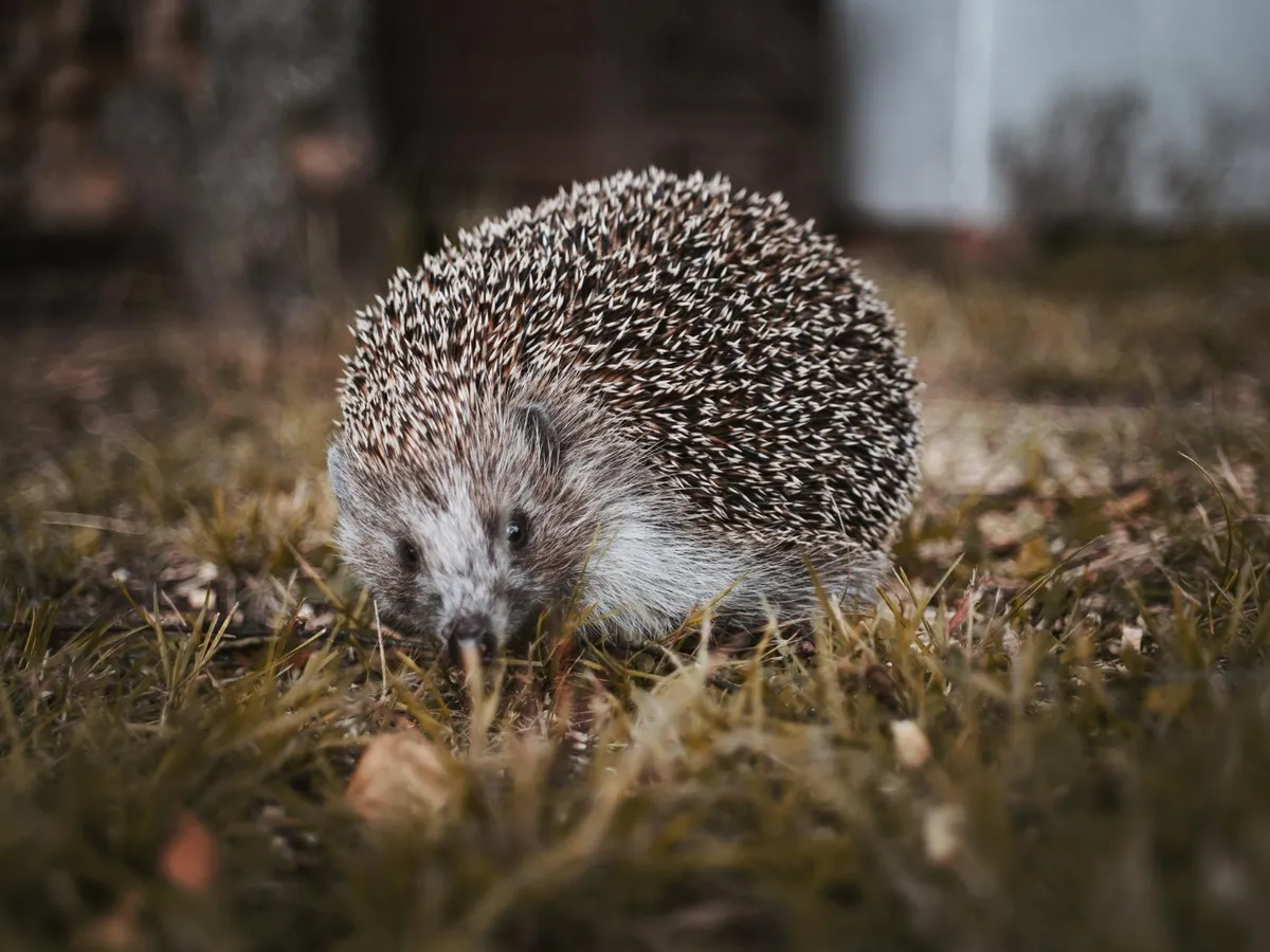 Arici - Foto: Freepik (rol ilustrativ)